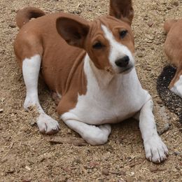 Basenji Puppies from Wild West Basenjis