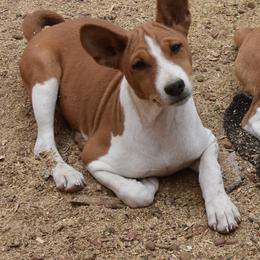 Basenji Puppies from Wild West Basenjis