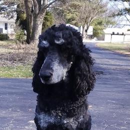 Aphrodite - Poodle