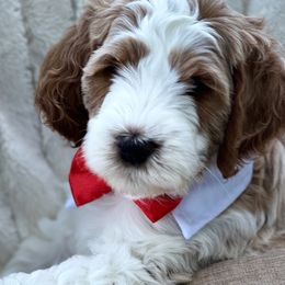 Assorted Doodle Crosses, Australian Labradoodle, Cavachon, and Cavapoo Puppies from Bark & Bramble Cavapoochons