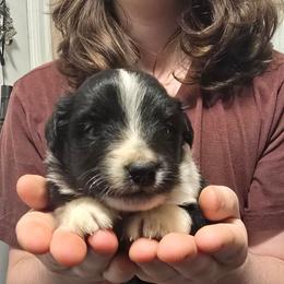 Kermit - Black tri male Miniature American Shepherd puppy in Vancouver, Washington from BonDrew's Miniature American Shepherds