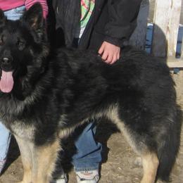 German Shepherds from Soests German shepherds