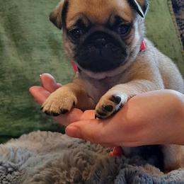 Fawn female 2 - Fawn female Pug puppy in Saint Helens, Oregon from Ebert Golden Retrievers & Pugs