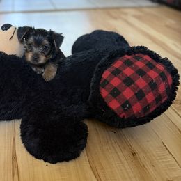 Yorkshire Terrier Puppies from The Yorkie House