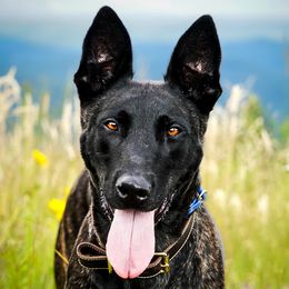 Dutch Shepherd puppies from Stay Wild K9