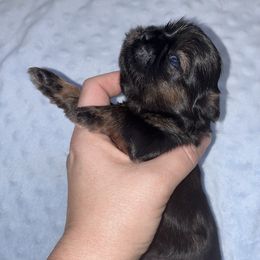Amelia - Sable female Shih Tzu puppy in Kettering, Ohio from The Ruff Life Tribe