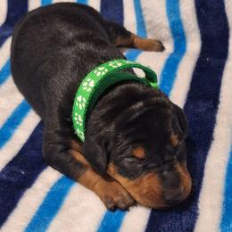 Blaze - Black and rust male Miniature Pinscher puppy in Grove, Oklahoma from K&J's Min Pins Of Grand Lake