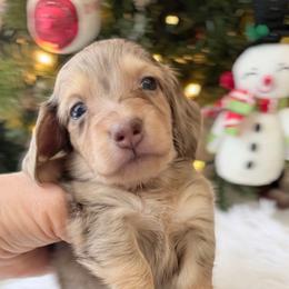 NOVA ready 12.24 (darker face) - Dapple female Dachshund puppy in Richmond, Virginia from Irresistible Dachshunds & Cavaliers