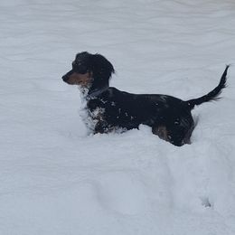 Dachshund Puppies from Callaway Country Dachshunds
