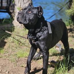 Knox - Cane Corso