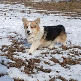 Pembroke Welsh Corgi puppies from The King’s Corgis