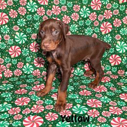 Yellow Collar - Red and rust male Doberman Pinscher puppy in Louisville, Kentucky from Ruiz Dobermans