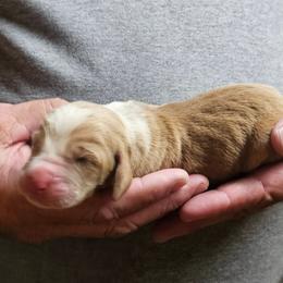 Male 3 - Red and white male Basset Hound puppy in Trade, Tennessee from TN Miniature Dachshunds & Basset Hounds