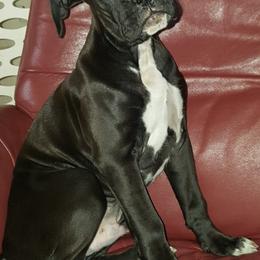 Boxers from Rockzstarboxers