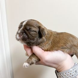 Shih Tzu Puppies from Ellis Shih Tzus