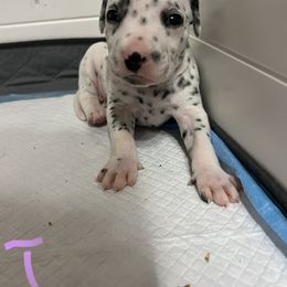 Dalmatian Puppies from Hallmark Dalmatians;
