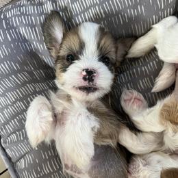 Basil - Sable male Chinese Crested puppy in Springfield, Oregon from Rose’s Chinese Cresteds