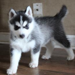 Pikachu - Black and white female Siberian Husky puppy in Le Sueur, Minnesota from Tevana Siberians LLC