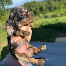 Black and Cream Dapple Boy - Dapple male Dachshund puppy in Morristown, Tennessee from Lakeway Farms