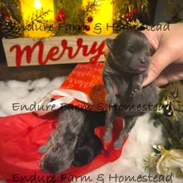 Girl 1 - Blue and tan female Pomeranian puppy in Plantersville, Texas from Endure Farm Inc