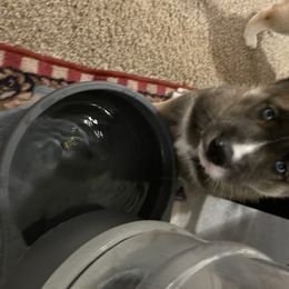 Siberian Husky Puppies from Double Trouble Huskies