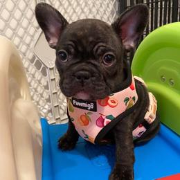 French Bulldog Puppies from Nuthin’ But Frenchies