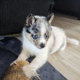 Dolly - Silver and white female Pomsky puppy in Omaha, Nebraska from Wolfpack Pomskies