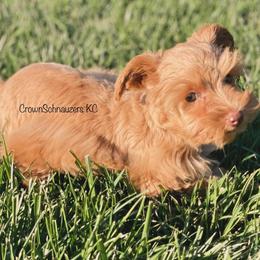 Miniature Schnauzer Puppies from Crown Schnauzers KC