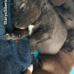 Boy 3 - Agouti and white male Siberian Husky puppy in Shawnee, Georgia from Stacy's Siberian Huskies