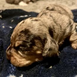 Dachshund Puppies from Hernandez Mini Deli Cutz