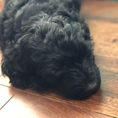 Goldendoodle Puppies from Snow Ridge Doodles
