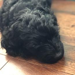Goldendoodle Puppies from Snow Ridge Doodles