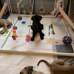 Great Dane Puppies from Janet Taylor