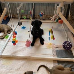 Great Dane Puppies from Janet Taylor