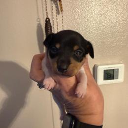 Pup L2 - White black and tan male Toy Fox Terrier puppy in Clermont, Florida from Debbie Hiles's Toy Fox Terriers