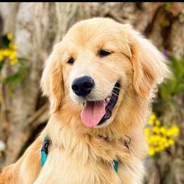 Golden Retrievers from Olympus Golden Walkers Kennel