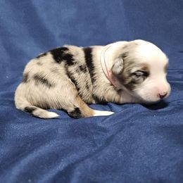 Lamb - Blue merle female Miniature Australian Shepherd puppy in Garland, Texas from Dollie Farms