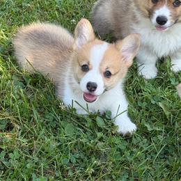 Girl 1 - Red female Pembroke Welsh Corgi puppy in Glenwood, Minnesota from Minnewaska Corgi Co