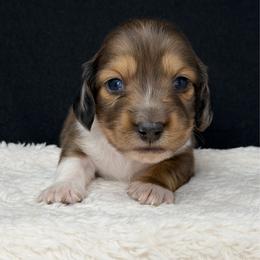Jagger - Dapple male Dachshund puppy in Pulaski, Tennessee from Billboard Doxies