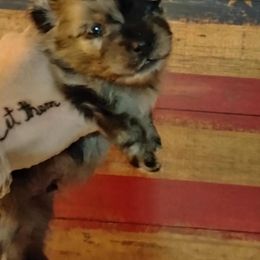 Spangler - Blue merle male Pomeranian puppy in Waco, Texas from Petite Poms