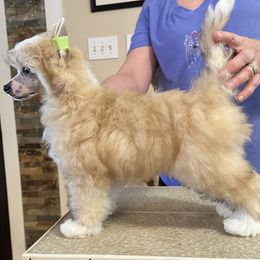 Chinese Cresteds and Yorkshire Terriers from Heartesha