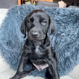 Benny - Black and rust male Doberman Pinscher puppy in Brookfield, Wisconsin from Haus of Hound