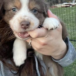 Australian Shepherd Puppies from Quiet Cove Kennels