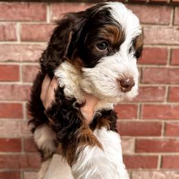 Everest - Brown male Bernedoodle puppy in Ammon, Idaho from Little Stone Bernedoodles