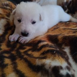 German Shepherd Puppies from Arctic Argonauts