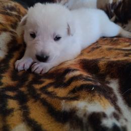 German Shepherd Puppies from Arctic Argonauts
