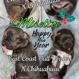 Miseltoe - Chocolate blue female Chihuahua puppy in Waxhaw, North Carolina from East Coast Bull Terriers N Chihuahuas
