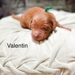 Valentin - Apricot male Goldendoodle puppy in Pasco, Washington from Camp Doodle Woods
