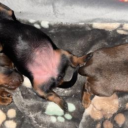 Dachshunds from TMJ Dachshunds & More