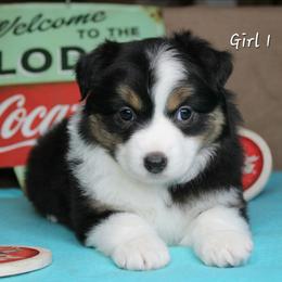 Girl 1 - Black tri female Miniature Australian Shepherd puppy in Elgin, Oregon from LongMile Aussies